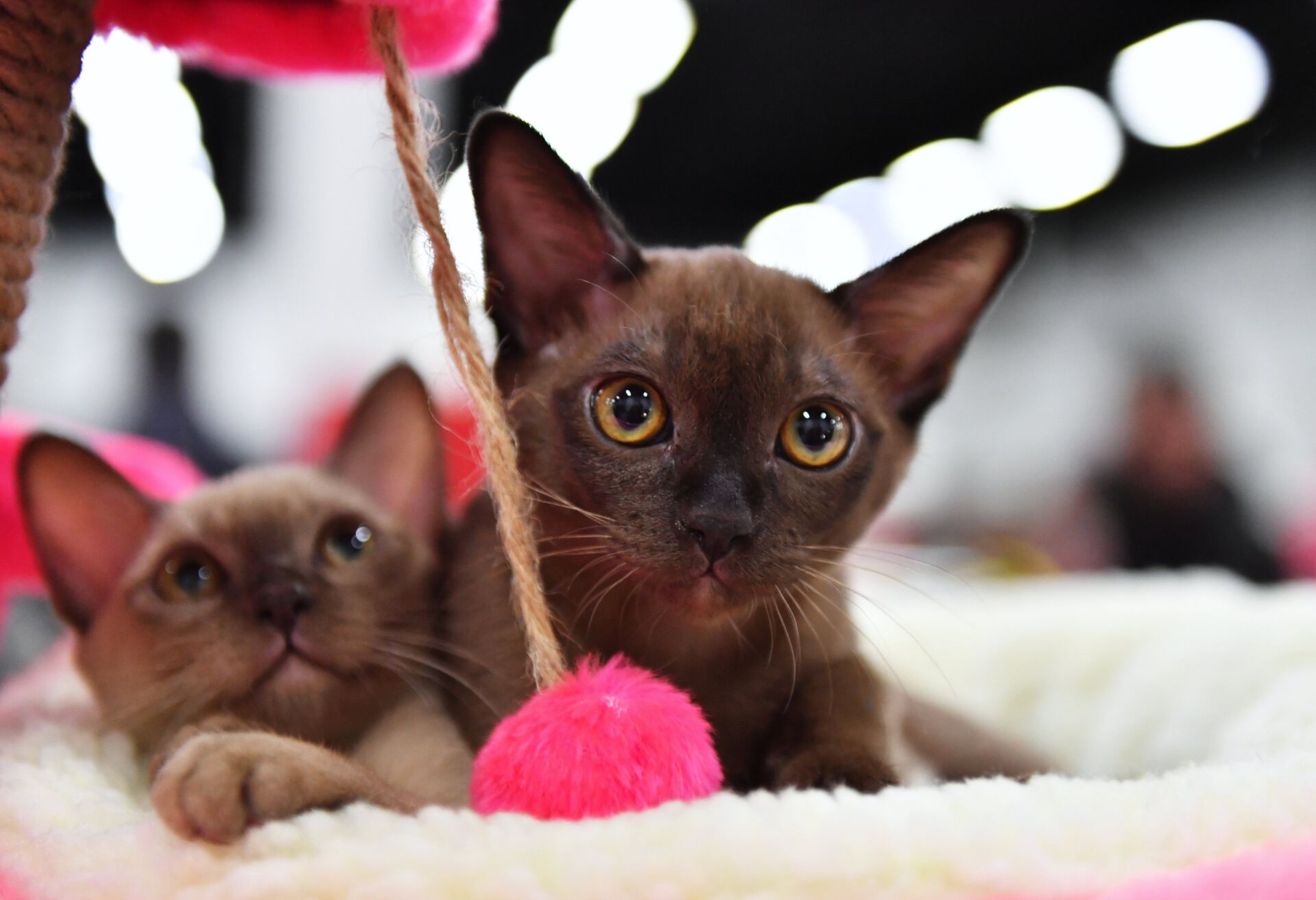 Кошка породы бурма Кошка породы бурма - РИА Новости, 1920, 27.08.2021